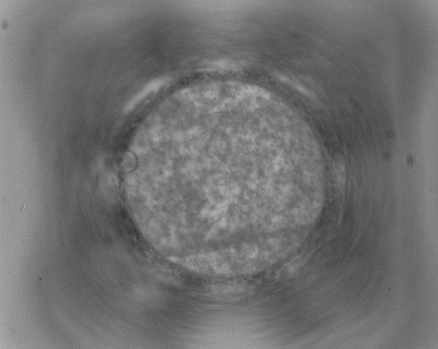 X0000077401254200611172055