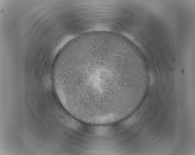 X0000077401266200611172055