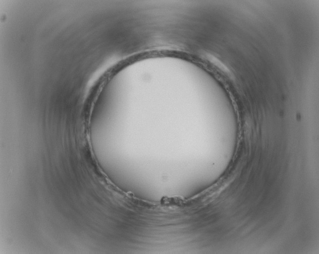 X0000077401310200611172054