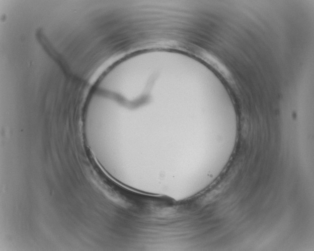 X0000077401332200611172054