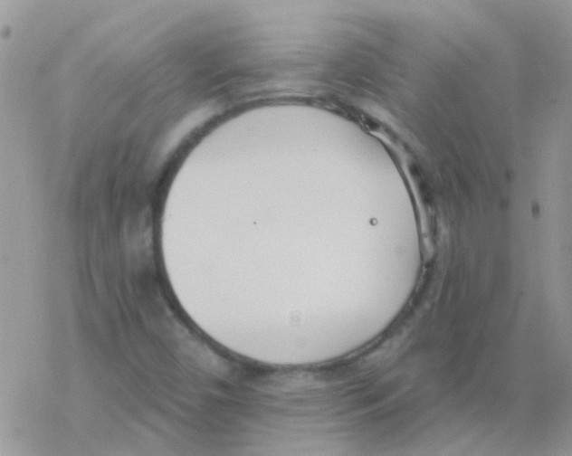 X0000077401450200611172052