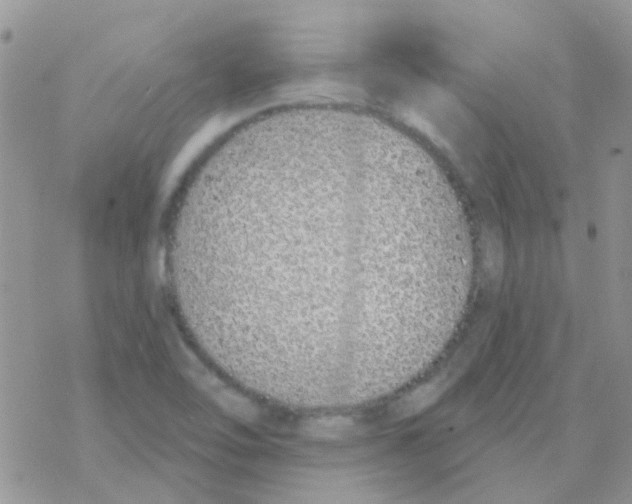 X0000077401462200611172052