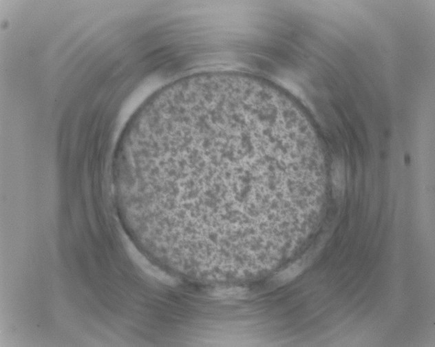 X0000077401466200611172052