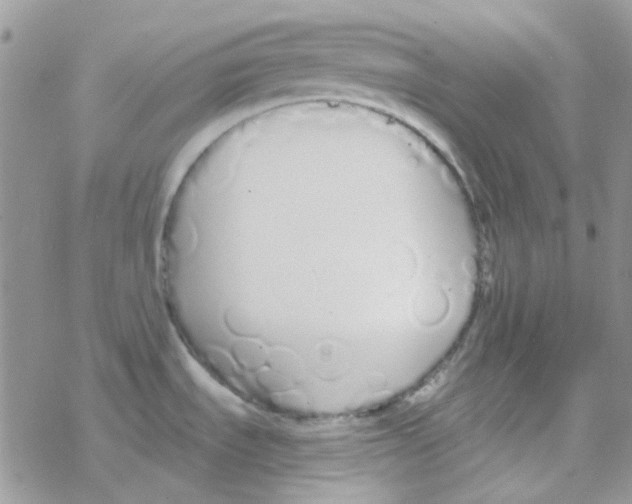 X0000077401535200611172051