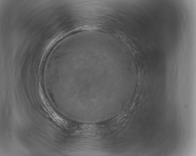 X0000077410145200610201510