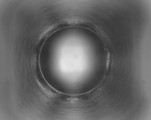 X0000077410448200610201505