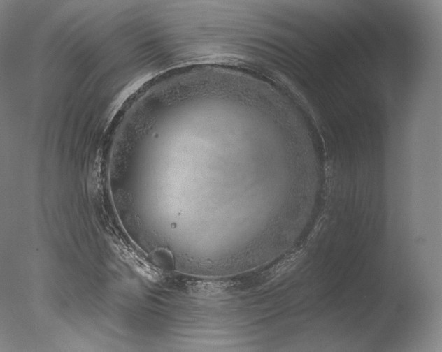 X0000077410875200610201458