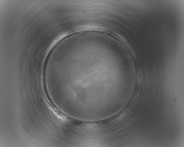 X0000077411043200610201456