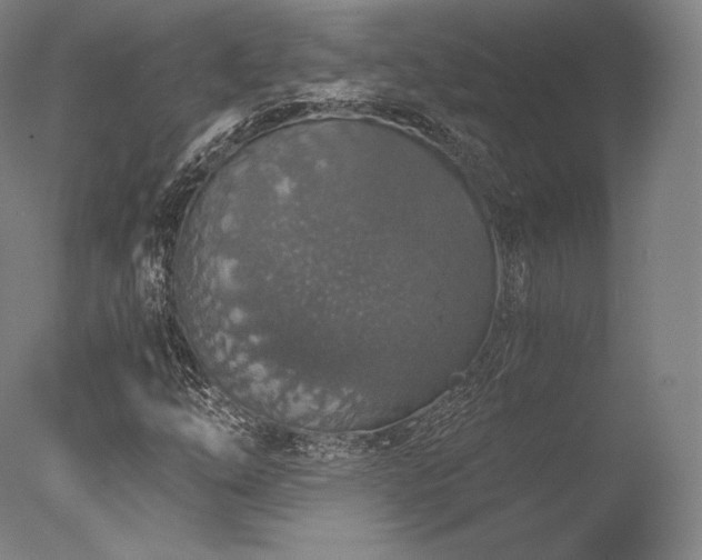 X0000077411254200610201452