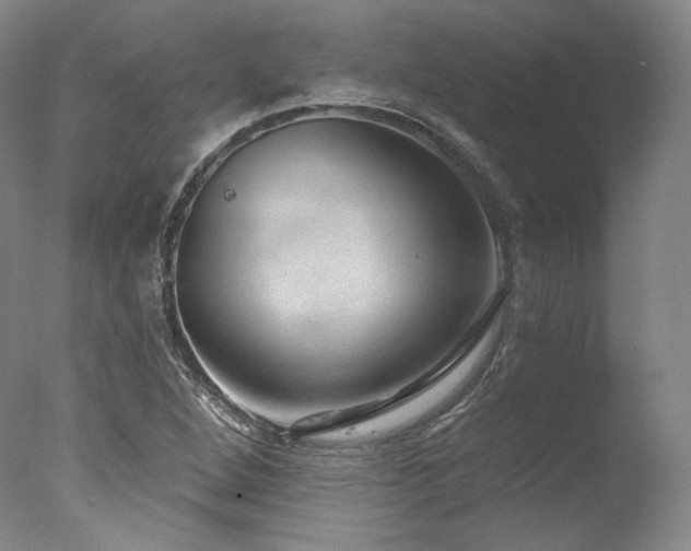 X0000077411264200610201451