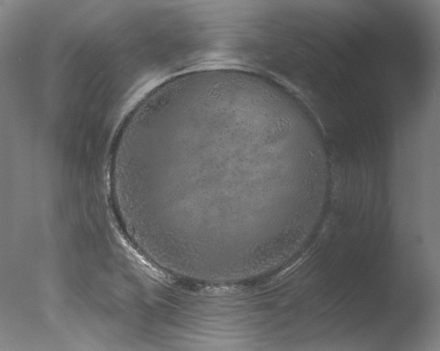 X0000077411415200610201449
