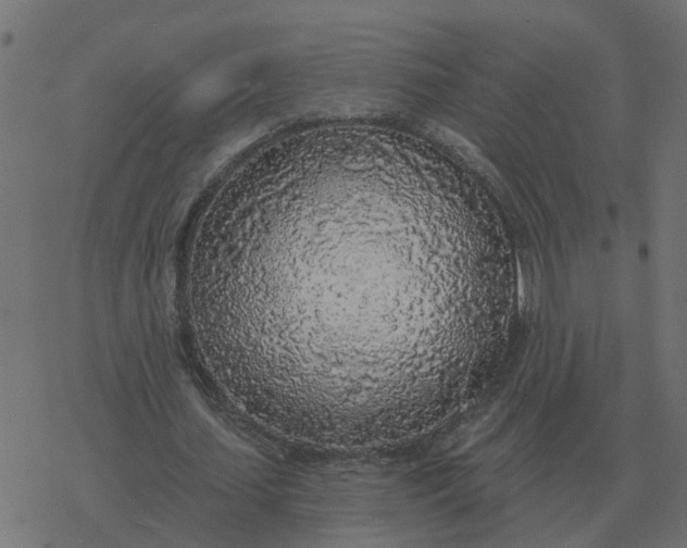 X0000077410627200611032052
