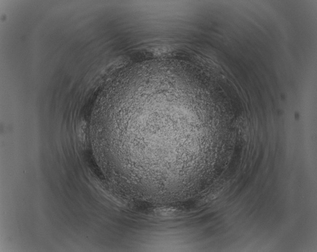 X0000077410650200611032052