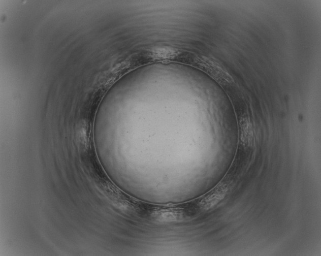 X0000077410655200611032053