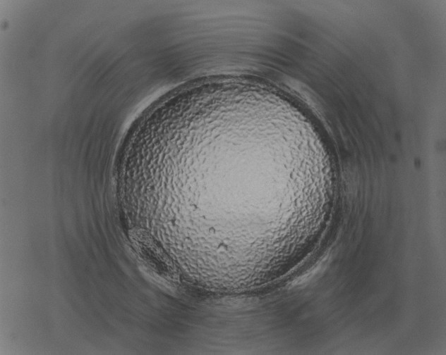 X0000077410779200611032050