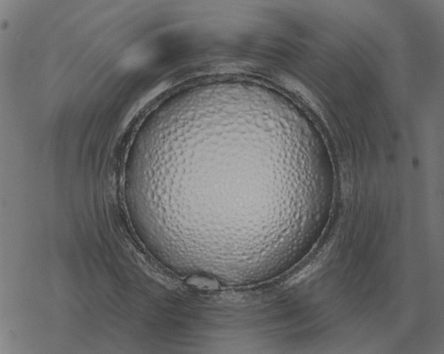 X0000077410827200611032049