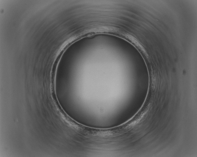 X0000077410845200611032049