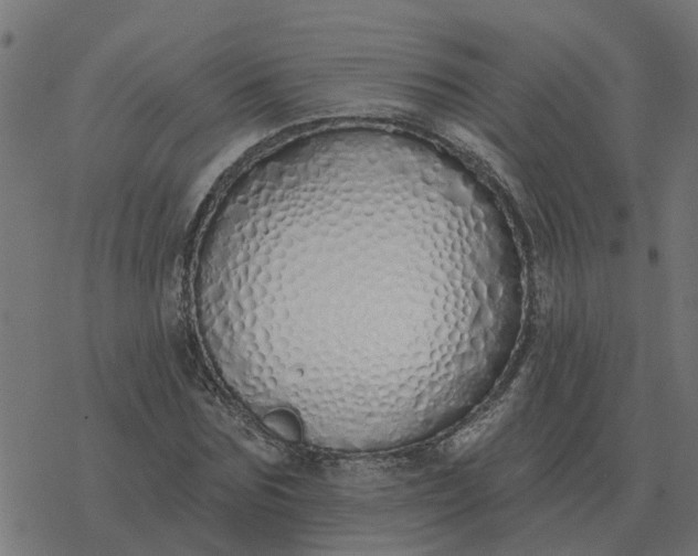 X0000077410875200611032049
