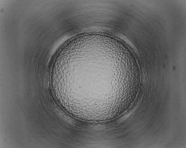 X0000077411075200611032046