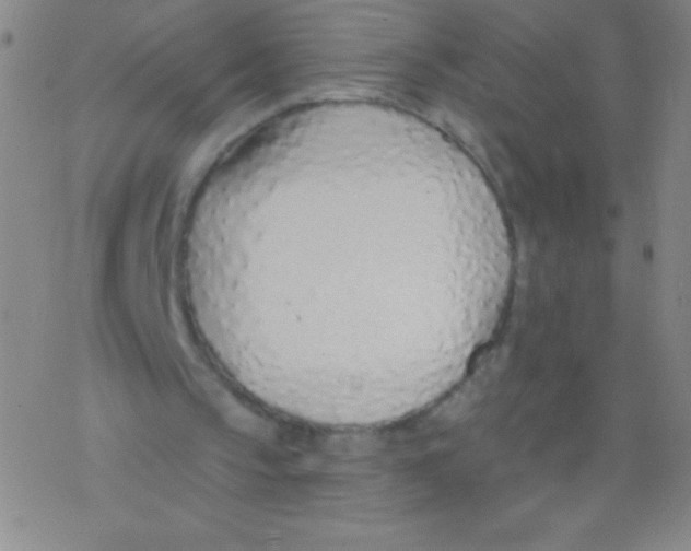 X0000077410145200611101854