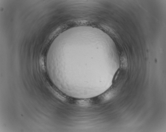 X0000077410238200611101853
