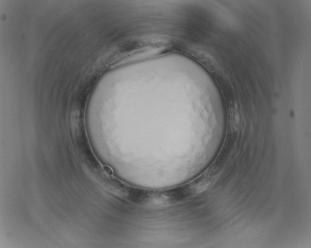 X0000077410263200611101852