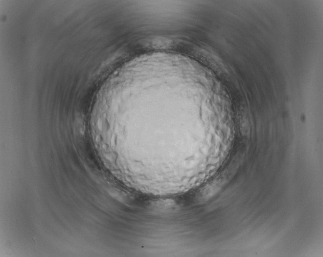X0000077410374200611101851