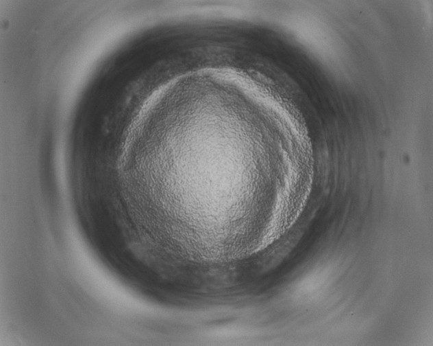 X0000077410383200611101851