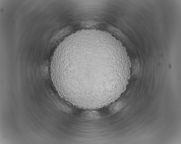 X0000077410427200611101850