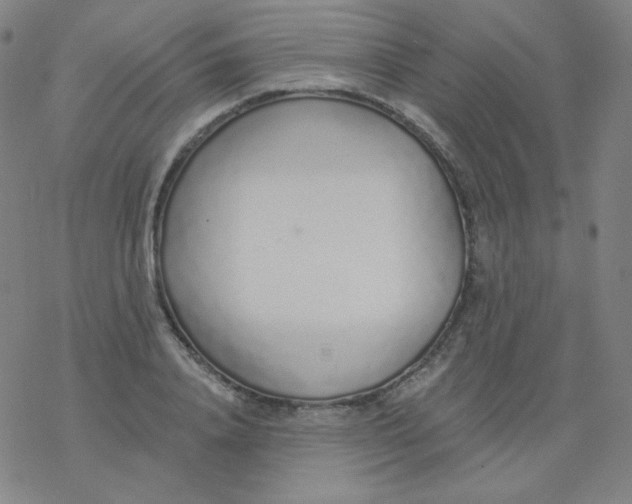 X0000077410840200611101843