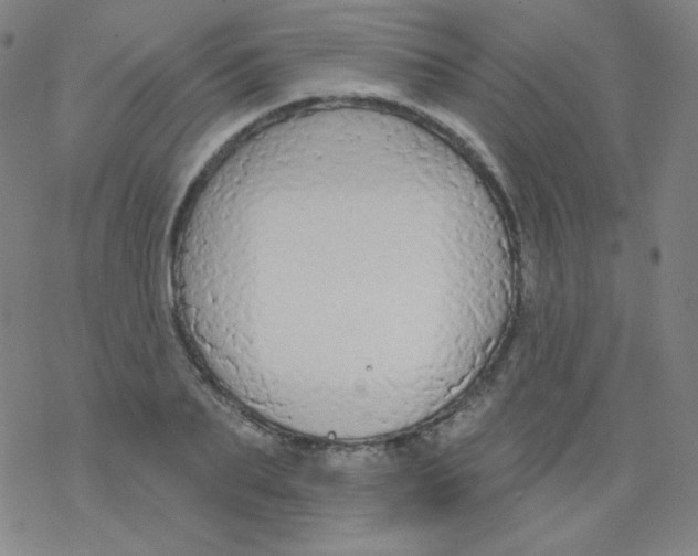 X0000077410887200611101842