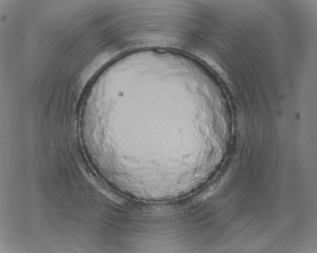 X0000077410933200611101841
