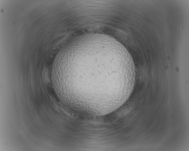 X0000077410962200611101841