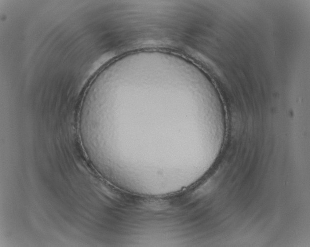 X0000077411170200611101838