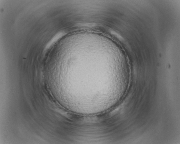X0000077411354200611101835