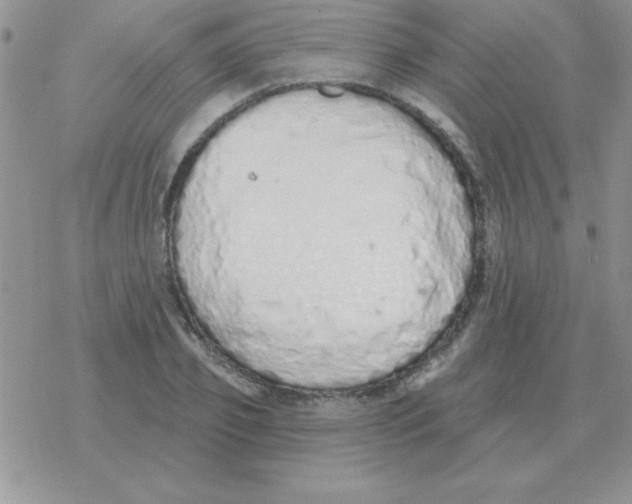 X0000077410933200611172125