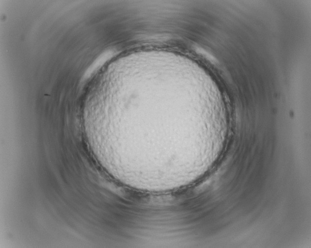 X0000077411354200611172119