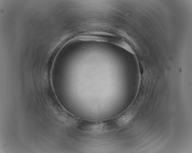 X0000077970306200610271141
