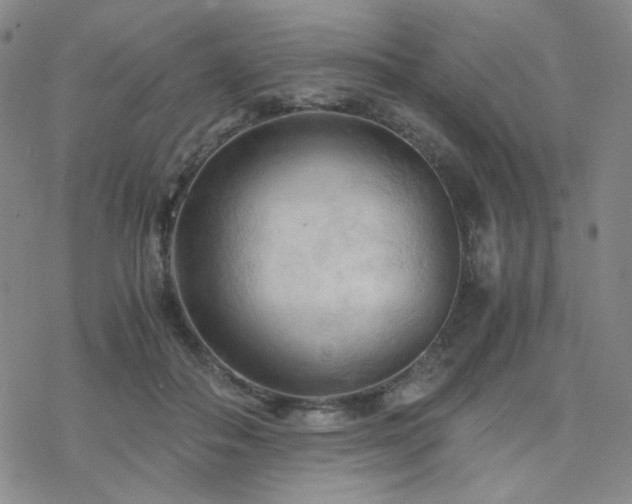 X0000077970506200610271138