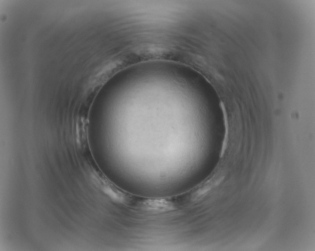 X0000077970528200610271137