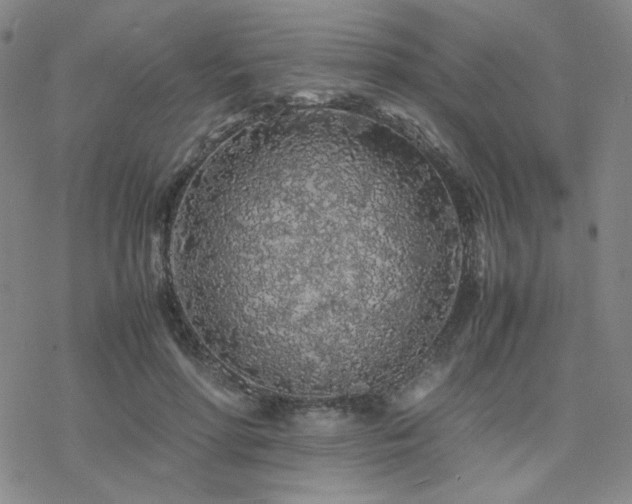 X0000077970598200610271136