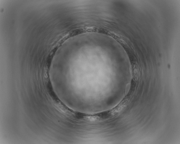 X0000077970654200610271135