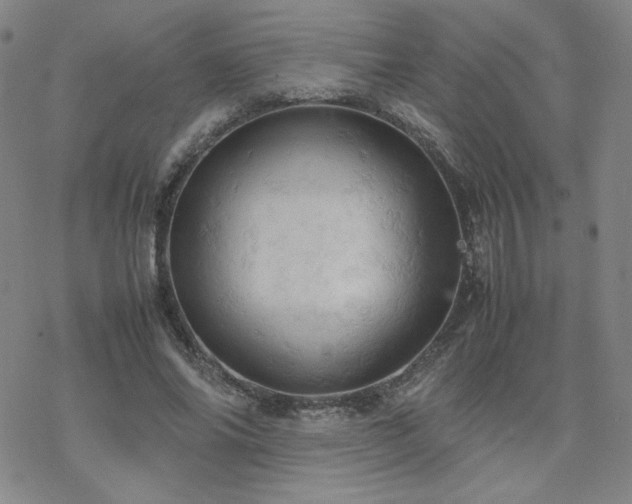 X0000077970686200610271135