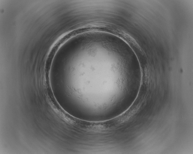X0000077970784200610271133