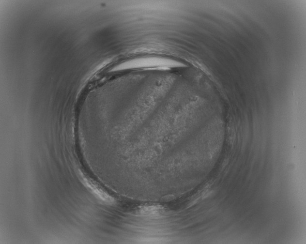 X0000077970446200611101640