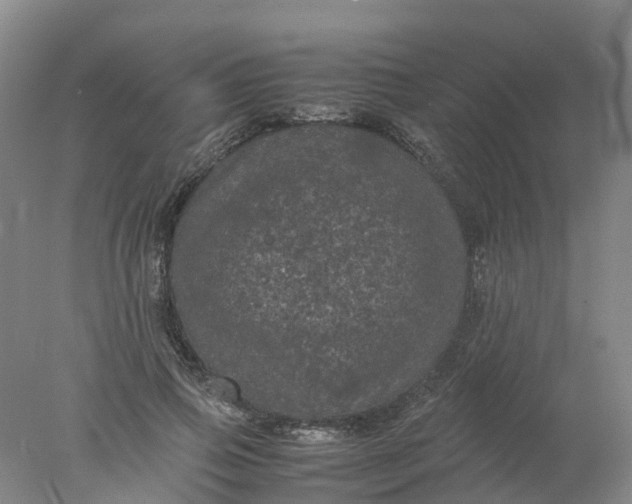 X0000077970741200611101636