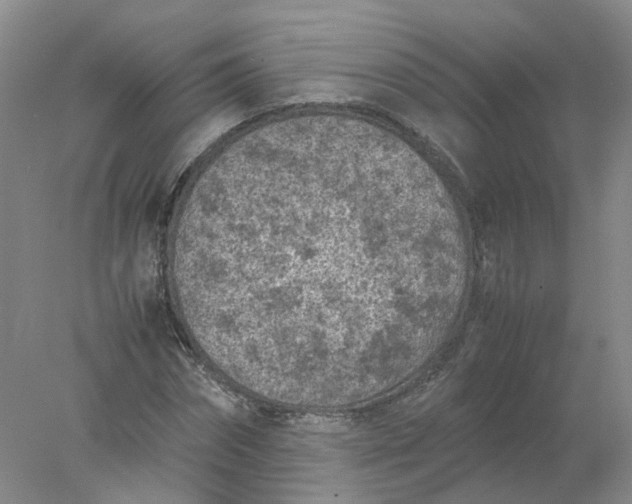 X0000077970874200611101633