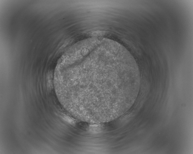 X0000077970240200611171711