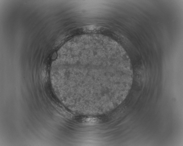 X0000077970324200611171709
