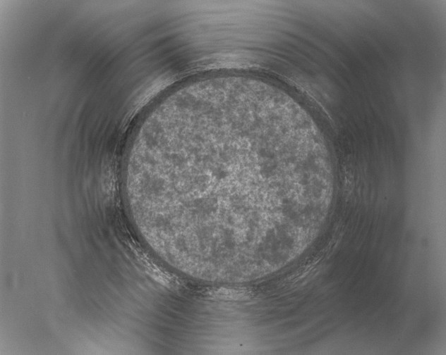 X0000077970874200611171700